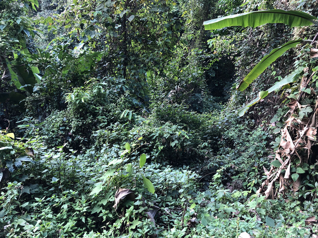 "Triple canopy" jungle, so common in this part of the world. Seeing it I always think of the downed American pilots in the Vietnam era, hacking through endless miles of this stuff. Those who went down in Laos usually headed west, to cross the Mekong into Thailand.