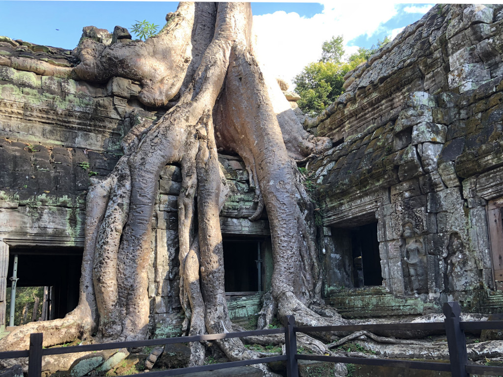 The trunk of a magnificent old fromager at Ta Phrom, a temple that has been largely reclaimed by vegetation.