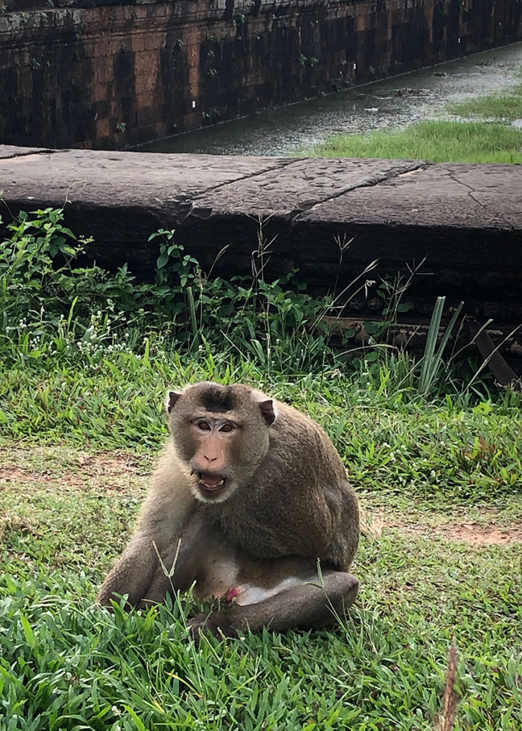 Sometimes when exploring the temples, a monkey was my only companion.