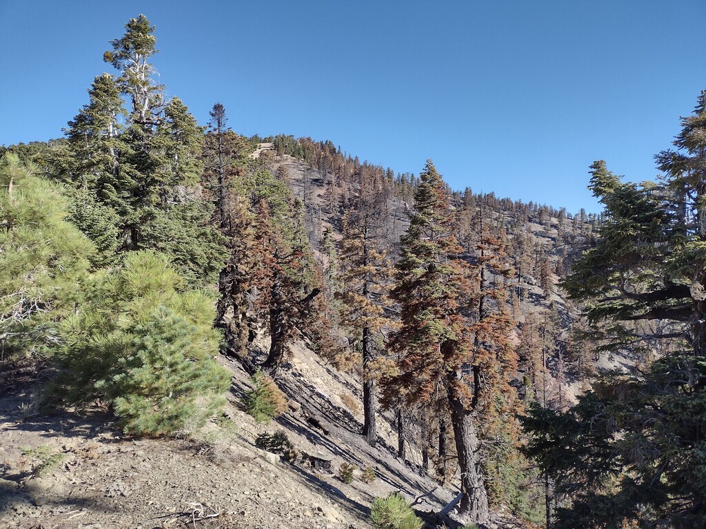 Scorched trees near the ski boundary.