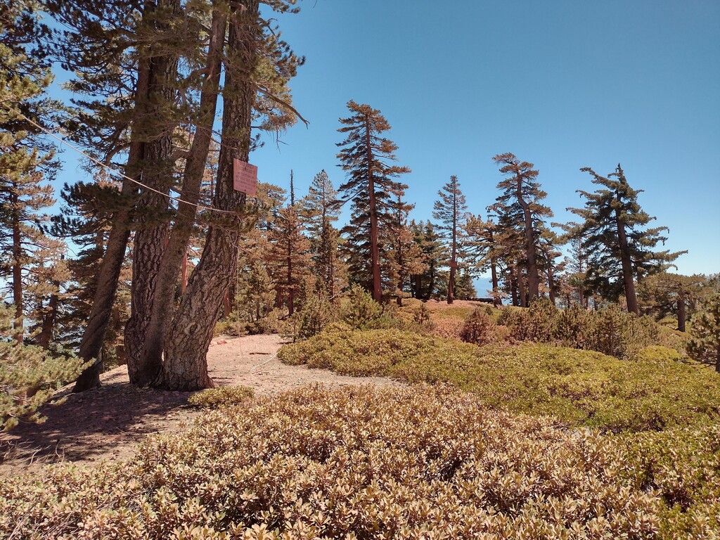 Trees covered with phos-chek.