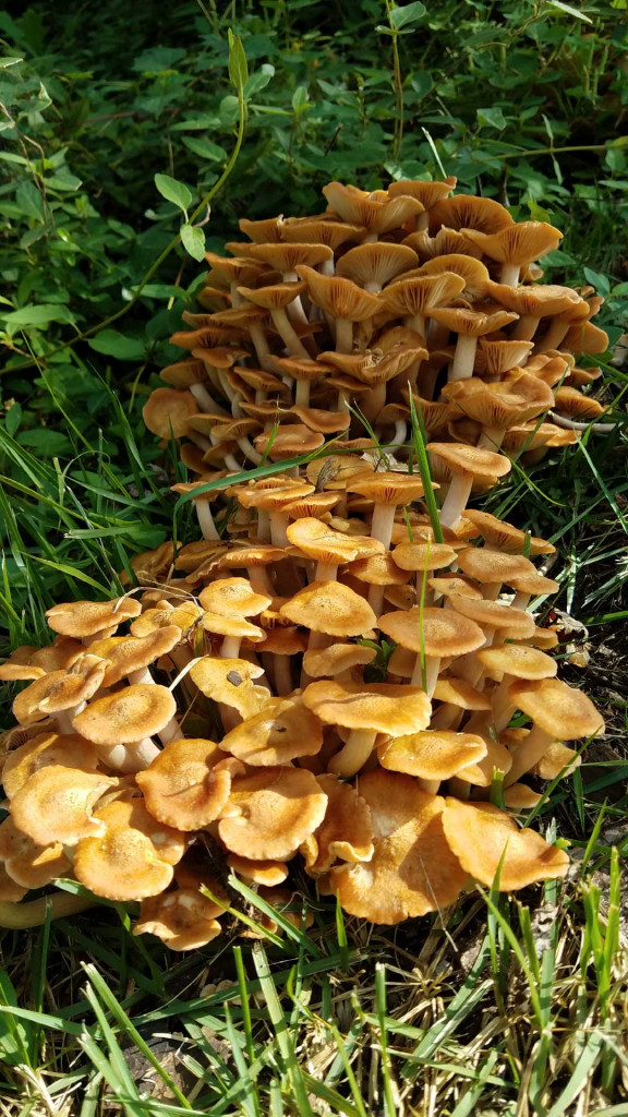 fungus02.jpg