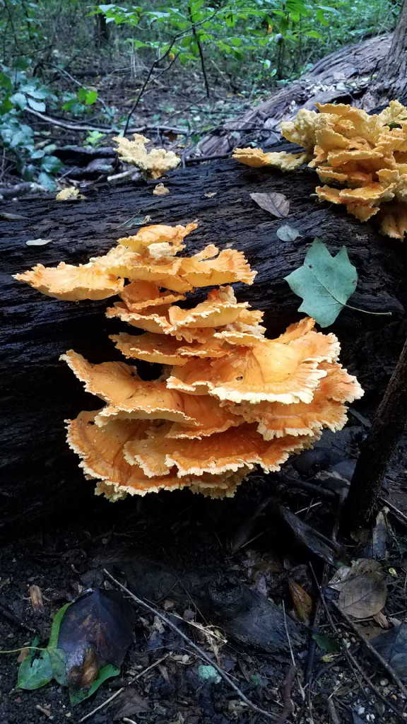 fungus01.jpg