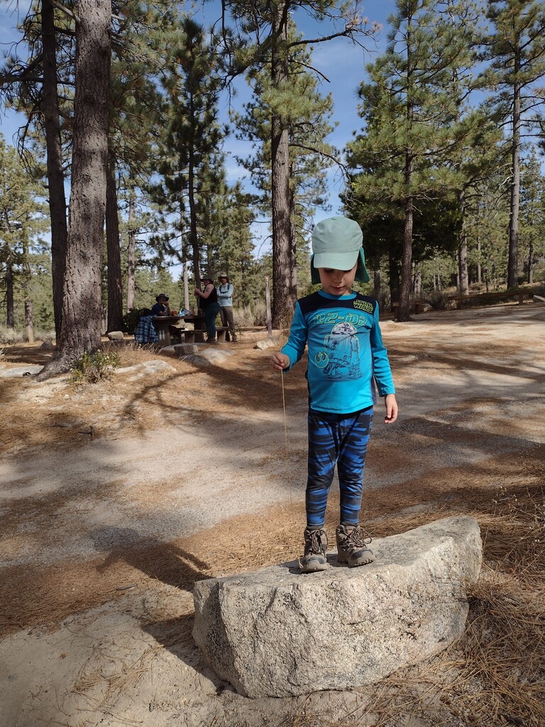 Forest at Horse Flats.