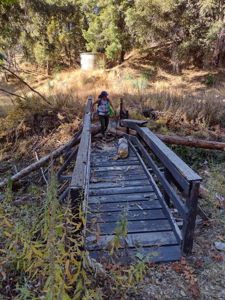 Treefall has damaged the bridge at Spring Camp.