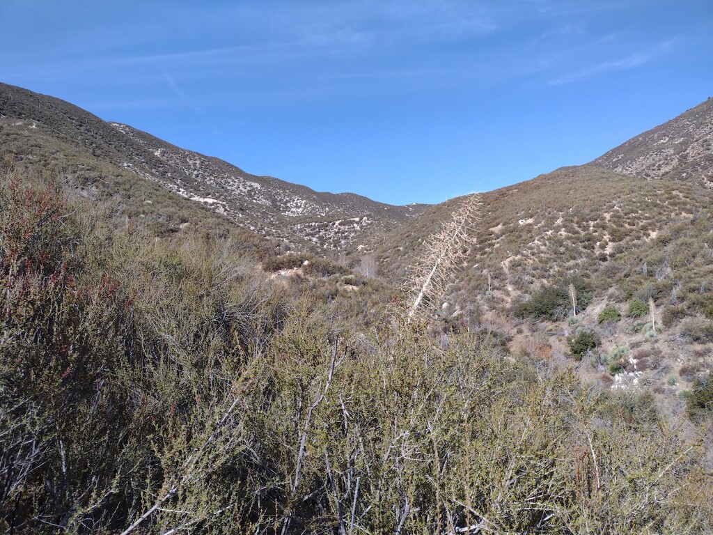 Looking north up Lynx Gulch.