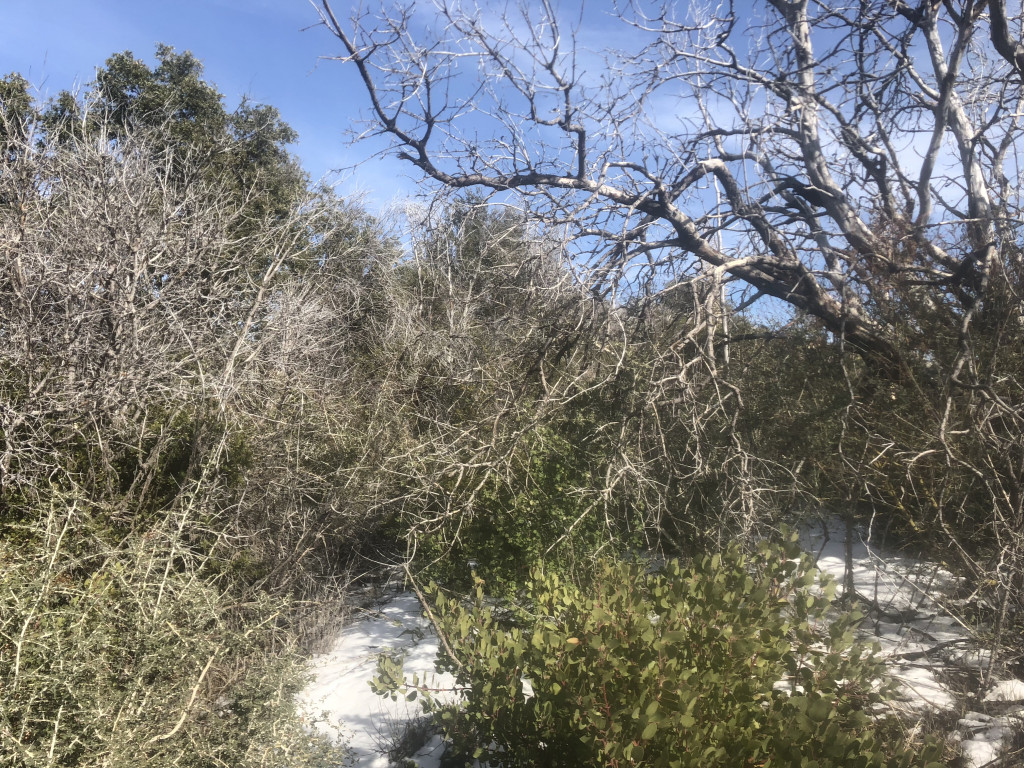 One of many heavily overgrown sections