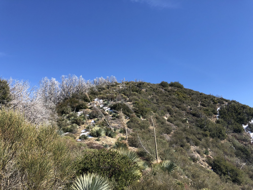 Overgrown firebreak