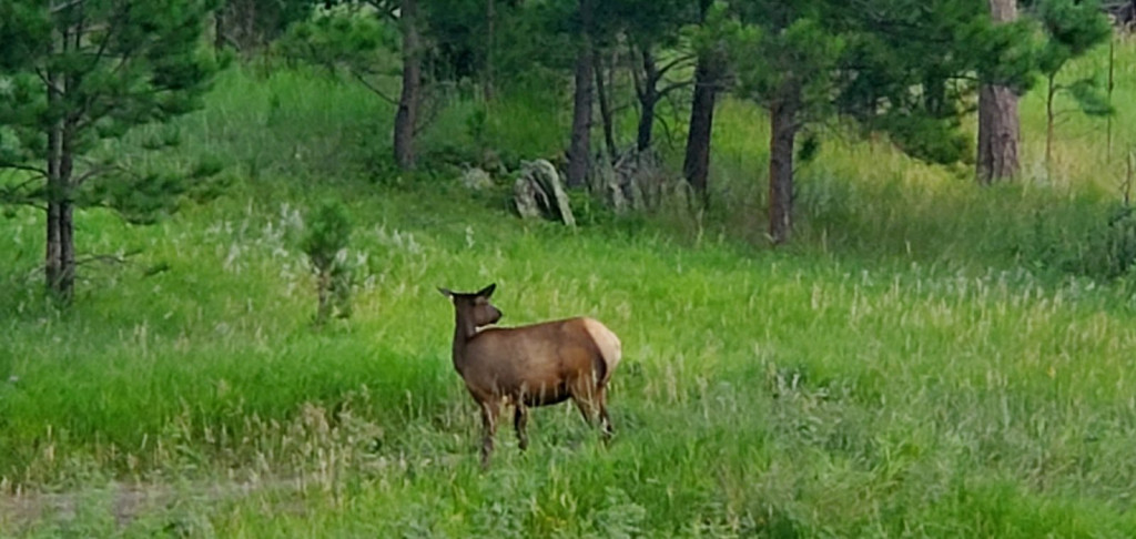 Female Elk