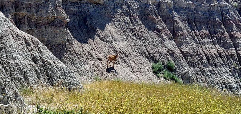 Pronghorn