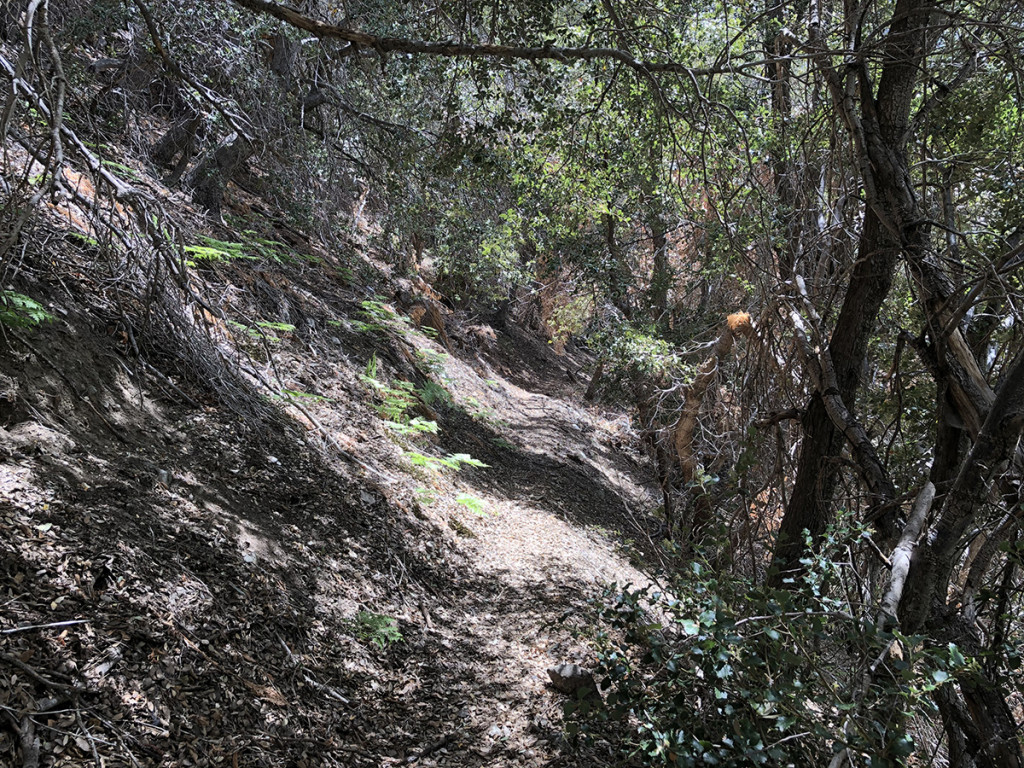 Typical little section of the narrow, sometimes indistinct trail that zig-zagged down the canyon.