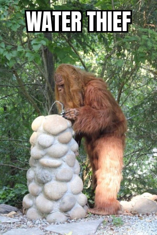 thieving squatchy.jpg