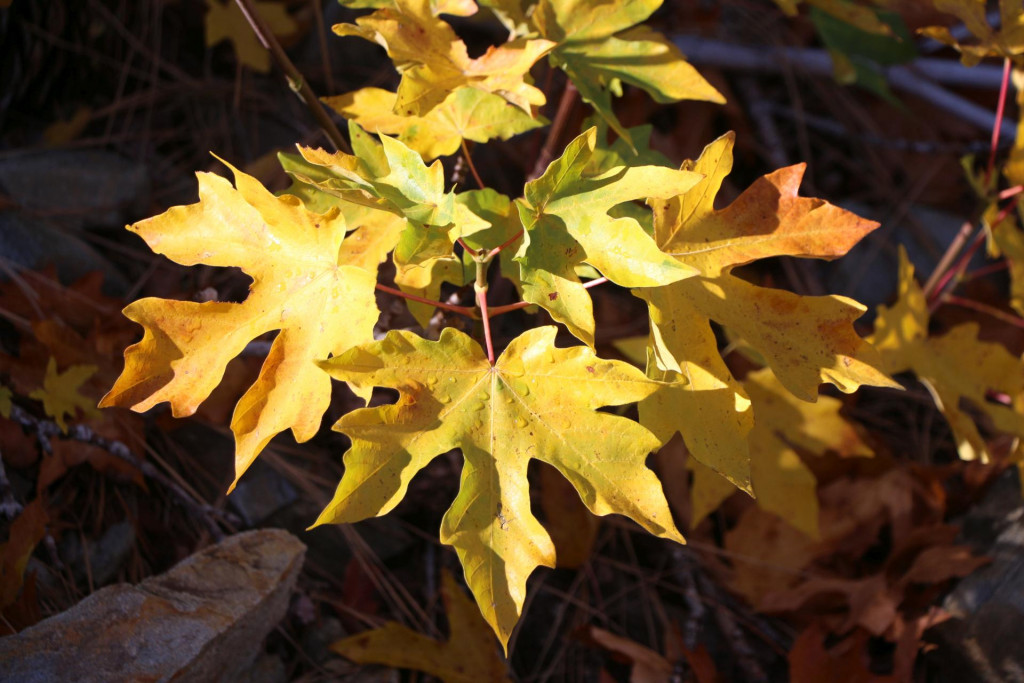415 Fall colors on some sycamore leaves.jpg