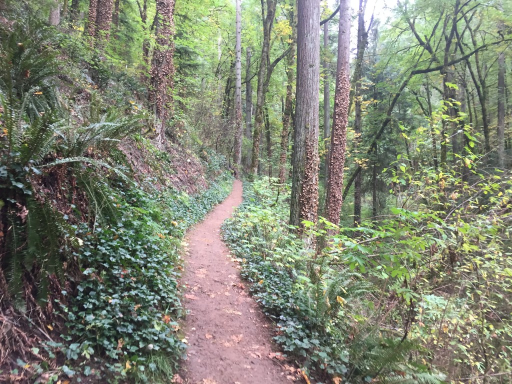 All my Portland hiking photos look like this, lots of greenery with a trail in the middle.
