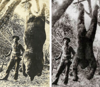 Alaskan+bear+photo+and+dead+bigfoot+photo.jpg