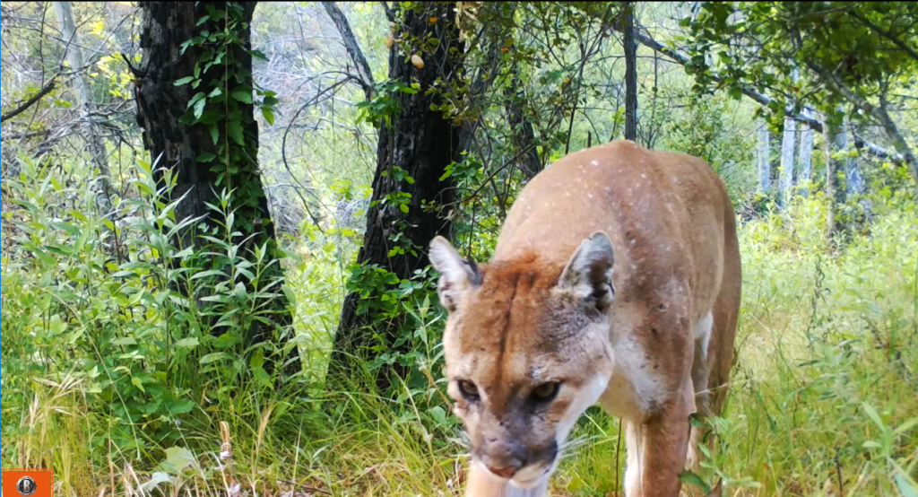 cougar-2-male.PNG